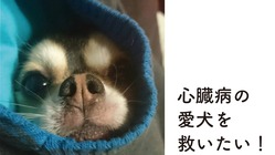 コルトを助けたい！僧帽弁閉鎖不全症の手術費のご支援をお願いします！ のトップ画像