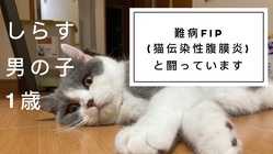 猫伝染性腹膜炎( FIP)と闘うしらすくんを応援してください！