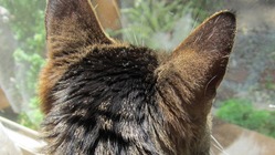 【急募・緊急】療養中や高齢保護動物に支援をお願いします。 のトップ画像