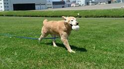 ゴールデンレトリバー「こてつ」喉頭麻痺手術、のご支援を！ のトップ画像