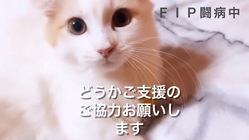 猫伝染性腹膜炎（FIP）と闘う小さな命に力を貸してほしいです のトップ画像