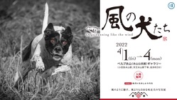 疾走する犬の写真展「風の犬たち」 のトップ画像