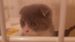 【心臓病の9ヶ月の猫を救いたいです】 のトップ画像