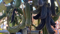 むくな豆の栽培をし、必要な方に手の届きやすい価格で届けたい のトップ画像