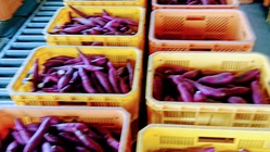 徳島で特産品 のトップ画像