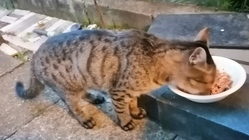 多頭飼育崩壊の猫達に手術を受けさせたい！ のトップ画像