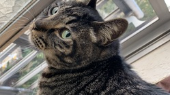 5歳の腎不全（腎臓腫瘍疑い）猫をお助け下さい のトップ画像