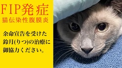 難病により余命宣告を受けた鈴月(りつ)を助けたいです。 のトップ画像