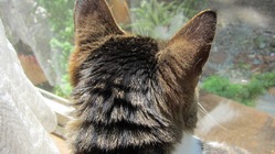 【行き場の無い猫や動物達を助けたい】小屋増設にご協力お願いします。 のトップ画像