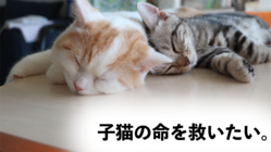 【癌】子猫の命を救いたい。悪性リンパ腫の治療をさせて下さい。 のトップ画像