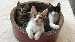 14年間で巣立った猫は415匹、老朽化した保護猫カフェを改装したい