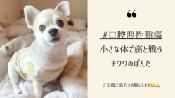 小さな体で癌と戦うチワワのぽんた！ご支援・ご協力をお願いします のトップ画像
