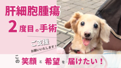 【肝細胞腫瘍2度目の手術】とたたかうモコ(14歳)にご支援ください のトップ画像