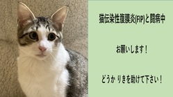 猫伝染性腹膜炎（FIP）を発症してしまったりきを助けて下さい！ のトップ画像