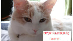 FIP（猫伝染性腹膜）にかかってしまったハルを一緒に助けて下さい！ のトップ画像