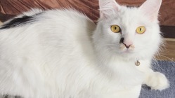 【FIP再発】保護猫こはくを救うため、力を貸してください！