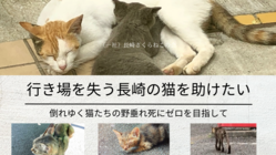 行き場を失う長崎の猫たちを助けたい のトップ画像