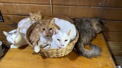 50匹以上の犬猫が暮らすシェルター維持にご支援を のトップ画像