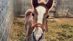 母親の居ない子馬・第二の余生を一緒に育てませんか？ のトップ画像