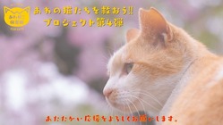 【第4弾】阿波の猫たちを救う。過酷な環境下で暮らす猫のいない未来へ のトップ画像