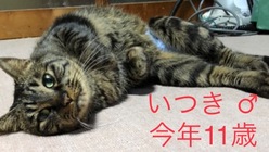 愛猫達と安心して暮らしたい。慢性気管支炎のイツキを助けて下さい のトップ画像