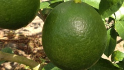 散布機を導入し、安心安全のマイヤーレモンを多くの人に届けたい！ のトップ画像