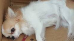 子宮蓄膿症のプーちゃんを助けてほしいです のトップ画像