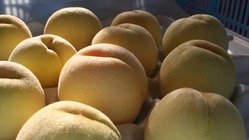 耕作放棄地に葡萄を植えてワインを造りたい のトップ画像