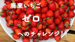 福岡県みやこ町のあまおうイチゴを皆さんに届けたい！！ のトップ画像
