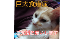 愛猫『黄介』の巨大食道症。入院費、治療費を支援お願いします。 のトップ画像