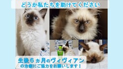 ヴィヴィアンをFIP(猫伝染性腹膜炎)から救いたい！ のトップ画像