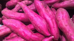 御所市で最高にうまいサツマイモを作りたい のトップ画像