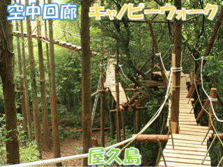 世界自然遺産・屋久島その森林環境を救う「空中回廊」の建設 のトップ画像