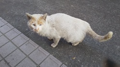 野良猫たちを保護するための中古住宅がほしいのです！！！ のトップ画像