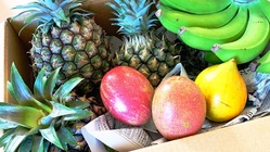 石垣島産のフルーツをもっと知って欲しい！ のトップ画像