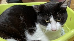 交通事故で重傷を負った『保護猫日向（ひなた）』治療代支援のお願い のトップ画像