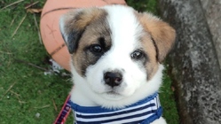 先天性の病、肝動静脈瘻の犬アラレを助けたい！ のトップ画像