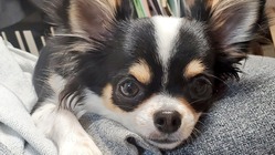 【門脈シャントのはなまるちゃんにお力をお貸しください。】 のトップ画像