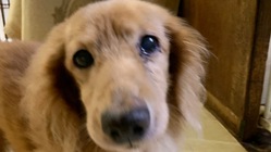 捨てられたワンちゃん猫ちゃんのシェルターを作りたい。 のトップ画像