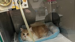 1歳で肥大型心筋症を発症した愛猫ティイピーを助けてください のトップ画像