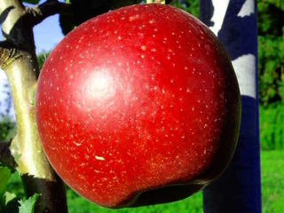 今がシーズン！採りたての紅玉りんごで美味しいお菓子を作りたい のトップ画像
