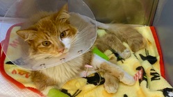 車に轢かれて骨盤骨折した猫【ひまわり】を救いたい！ のトップ画像