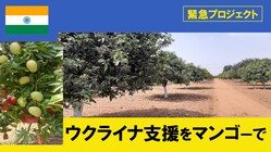 【ウクライナ支援】行き場のなくなったマンゴーでウクライナを助けたい のトップ画像