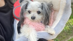 余命半年、愛犬ココアの心臓手術にかかる費用の一部を支援してください のトップ画像