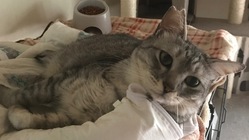 猫伝染性腹膜炎(FIP)のアルトを助けたい！ご協力をお願いします！