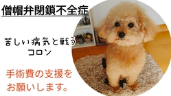 【緊急のお願い】余命8カ月僧帽弁閉鎖不全症のコロンを助けたい！ のトップ画像