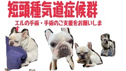 エルの手術費用・入院費用・術後費用の為ご支援お願い致します。 のトップ画像