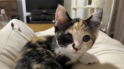 難病FIP治療中の保護猫ちこりんです、皆様のお力を貸して下さい。 のトップ画像