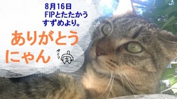 FIPとたたかう野良猫すずめを支えてくださいませんか? のトップ画像