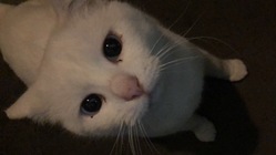 可愛そうな野良猫を避妊去勢でTNRと保護猫で少しでも幸せにする活動 のトップ画像